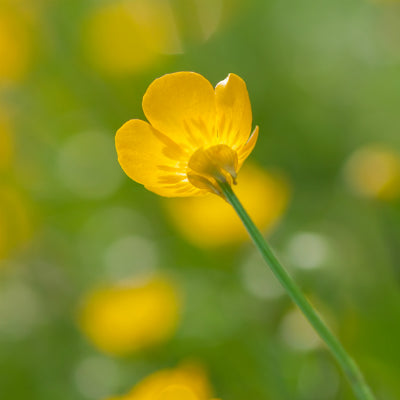 Wildflowers of the Meadow