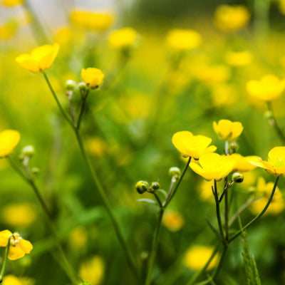 Wildflowers of the Meadow