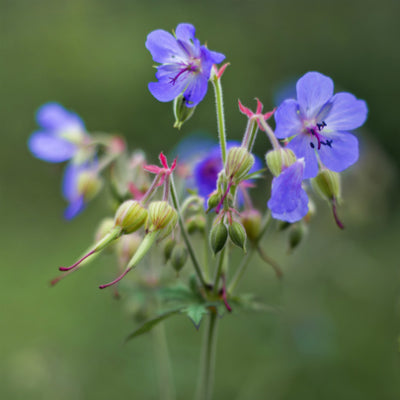 Wildflowers of the Meadow