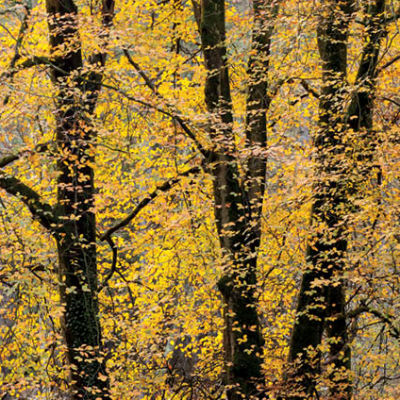 Autumn Beech