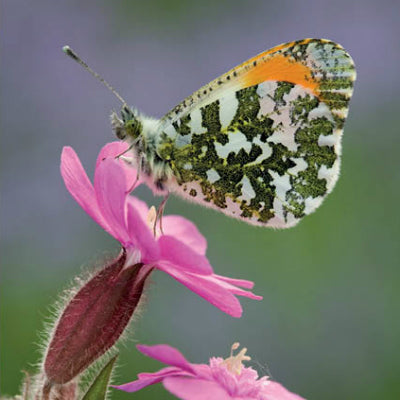 Orange Tip Butterfly