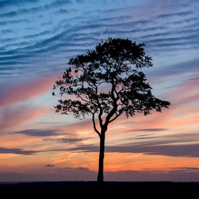 Beech Tree Silhouette