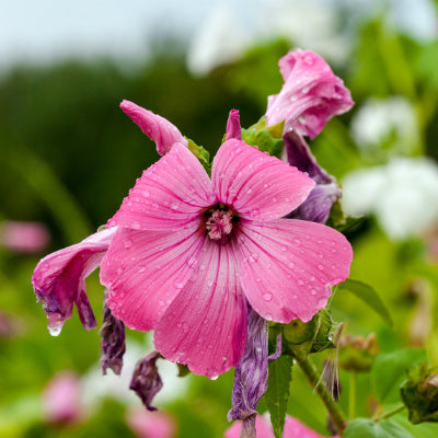 Wildflowers of the Meadow