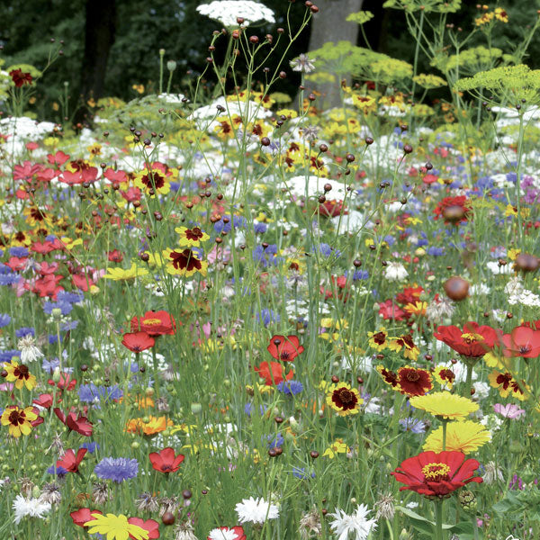 Ladybird Heaven