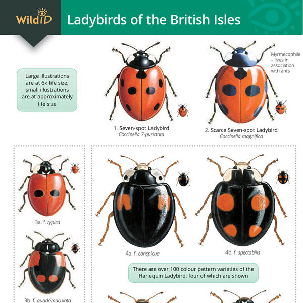 Ladybirds