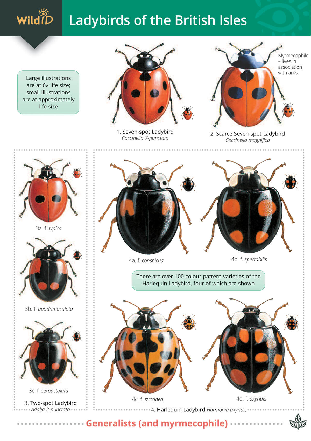 Ladybirds