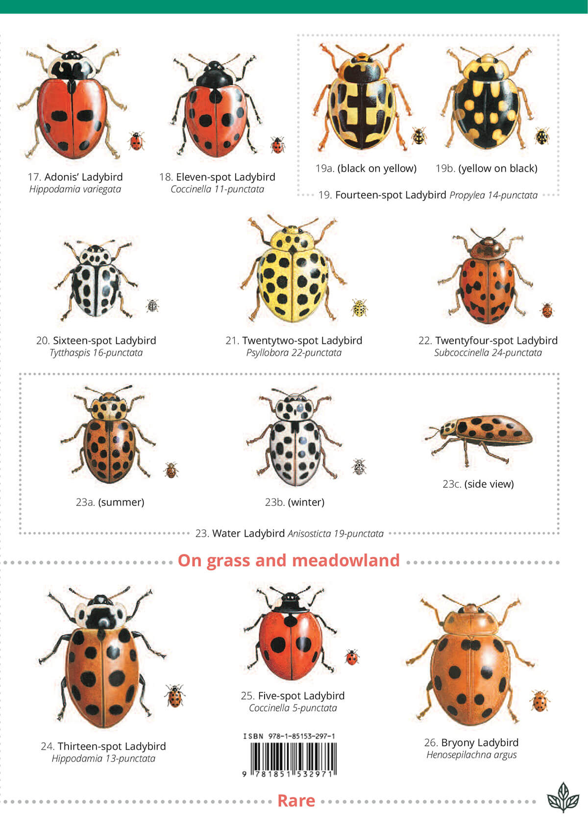 Ladybirds