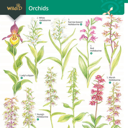 Orchids