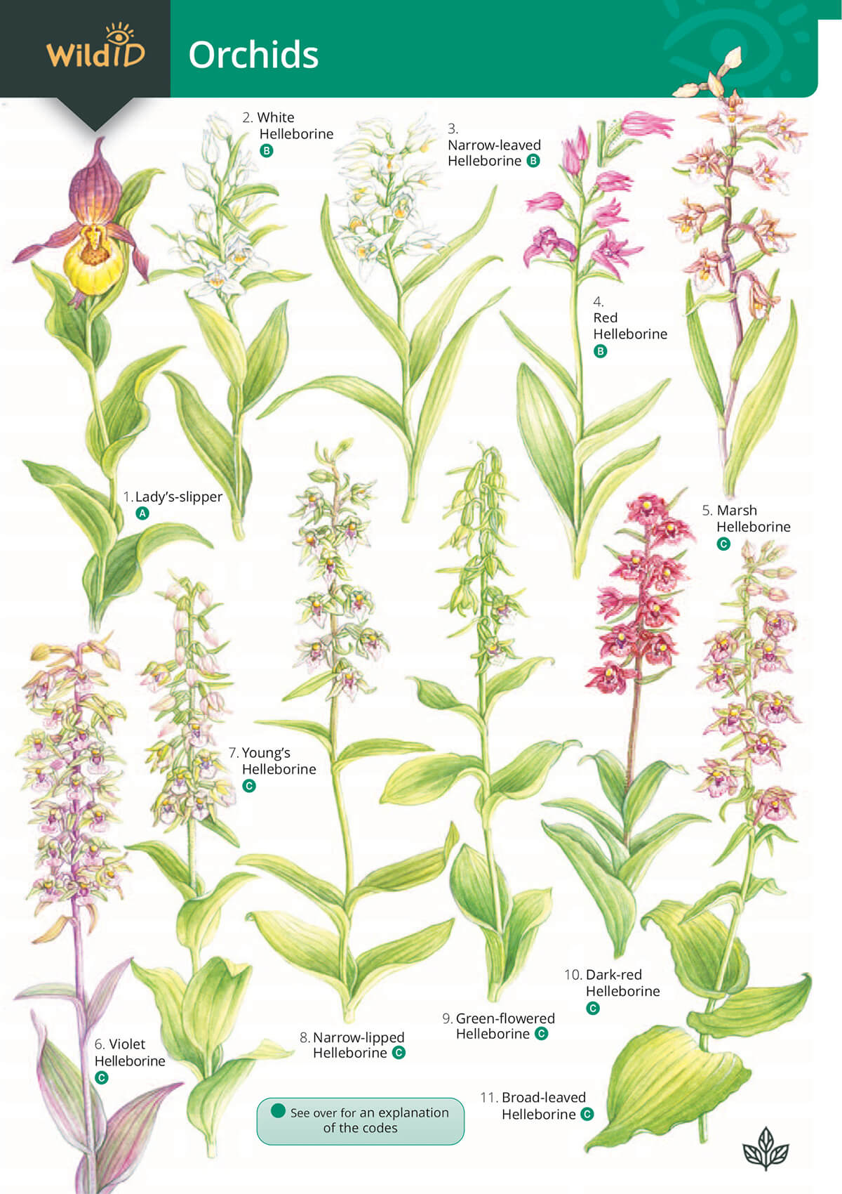 Orchids