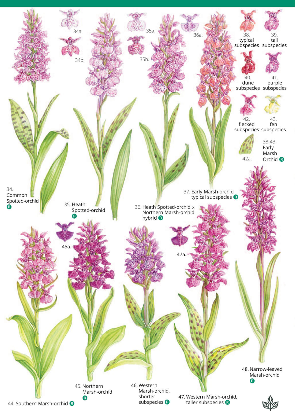 Orchids