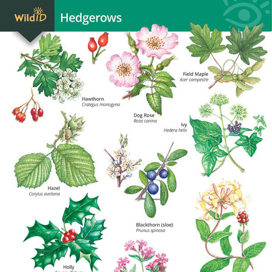 Hedgerows