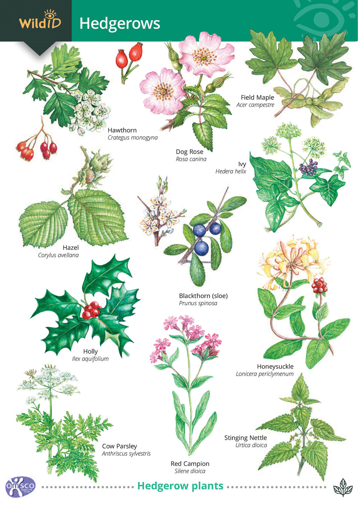 Hedgerows