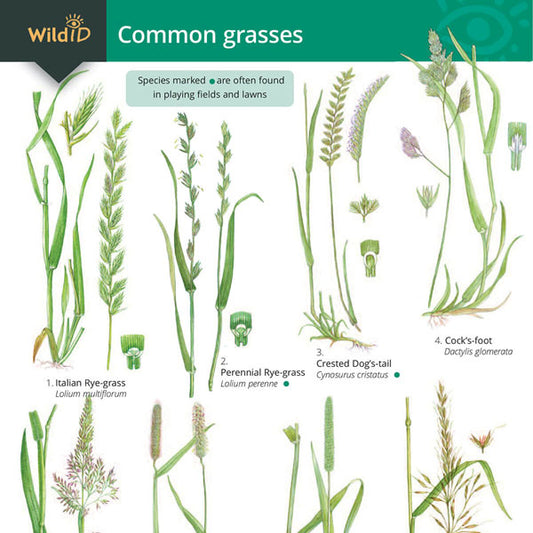 Common Grasses