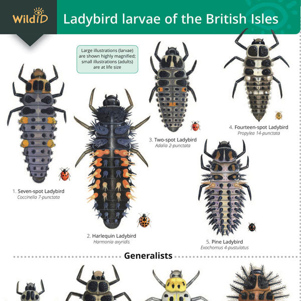 Ladybird Larvae