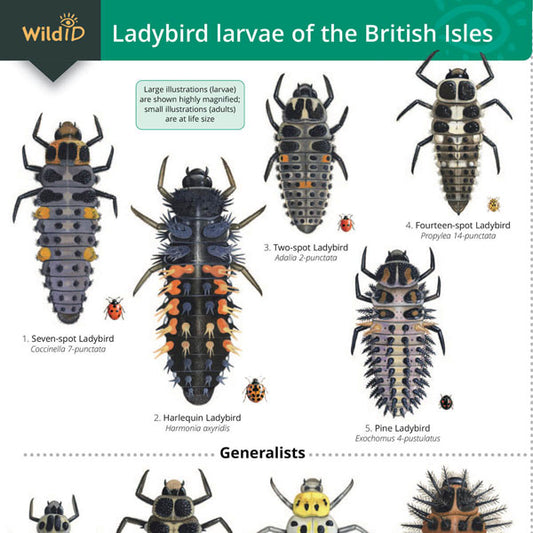 Ladybird Larvae