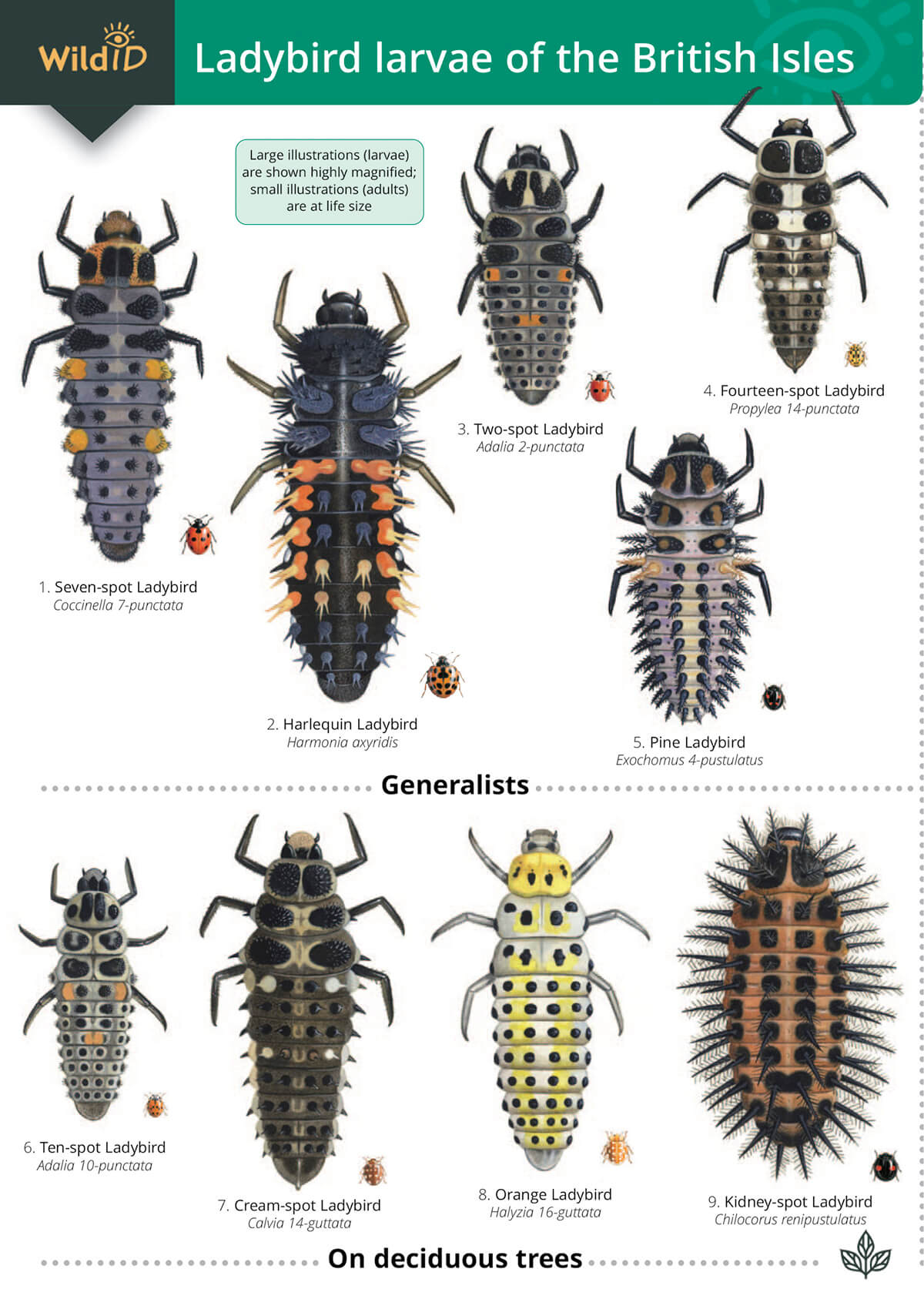 Ladybird Larvae