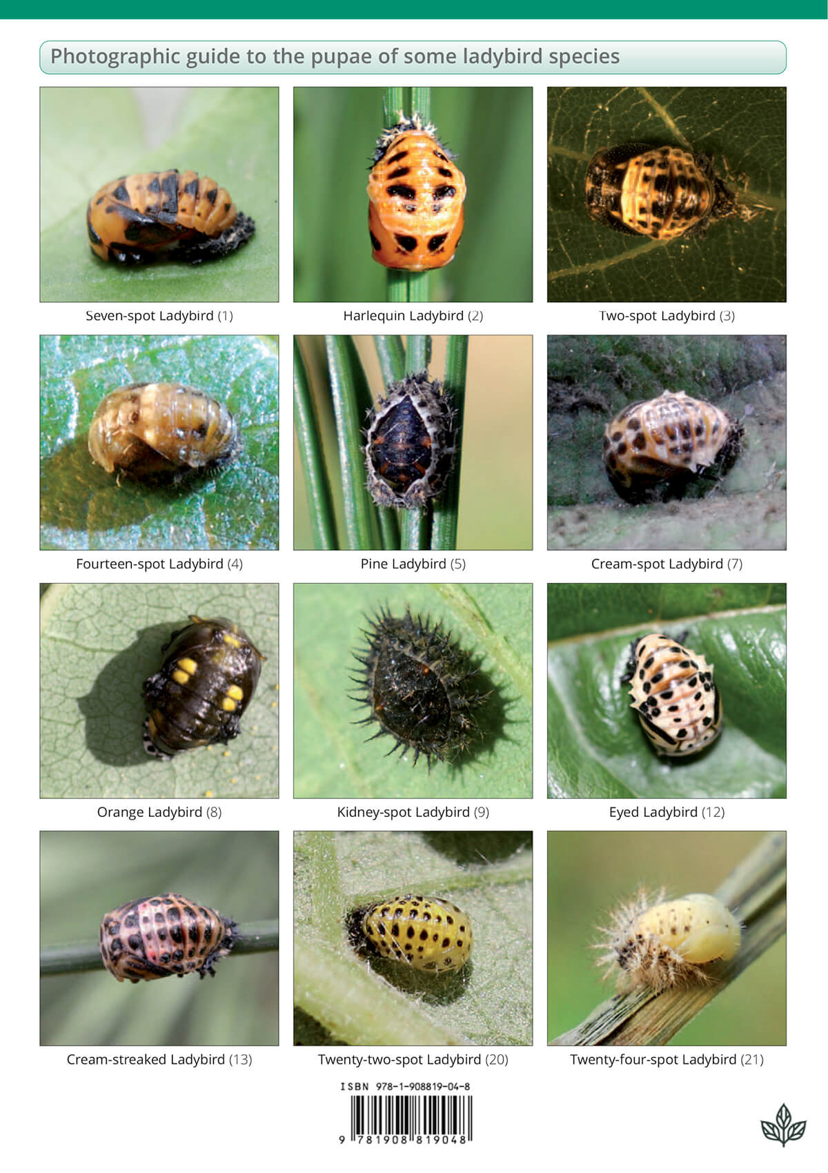 Ladybird Larvae