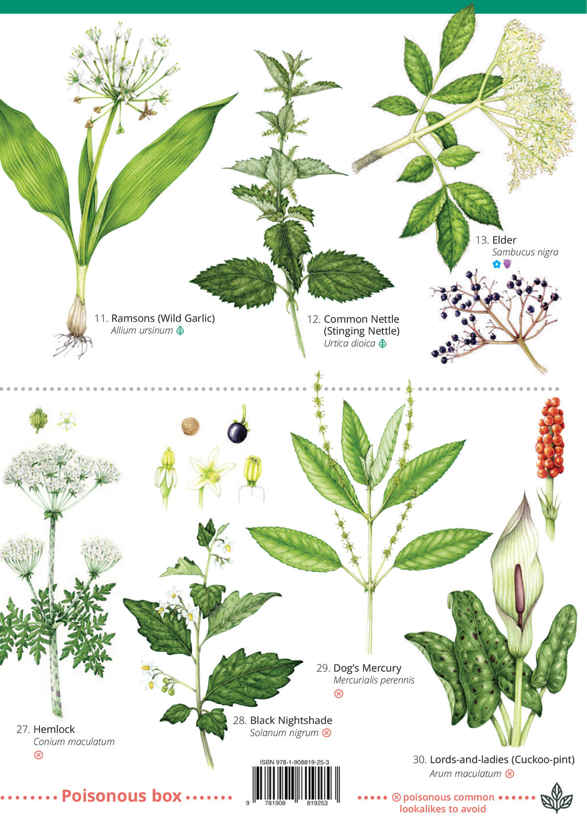 Foraging - Edible Plants