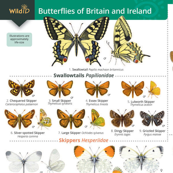 Black Butterfly Butterfly Season Episode Butterflies Of Britain