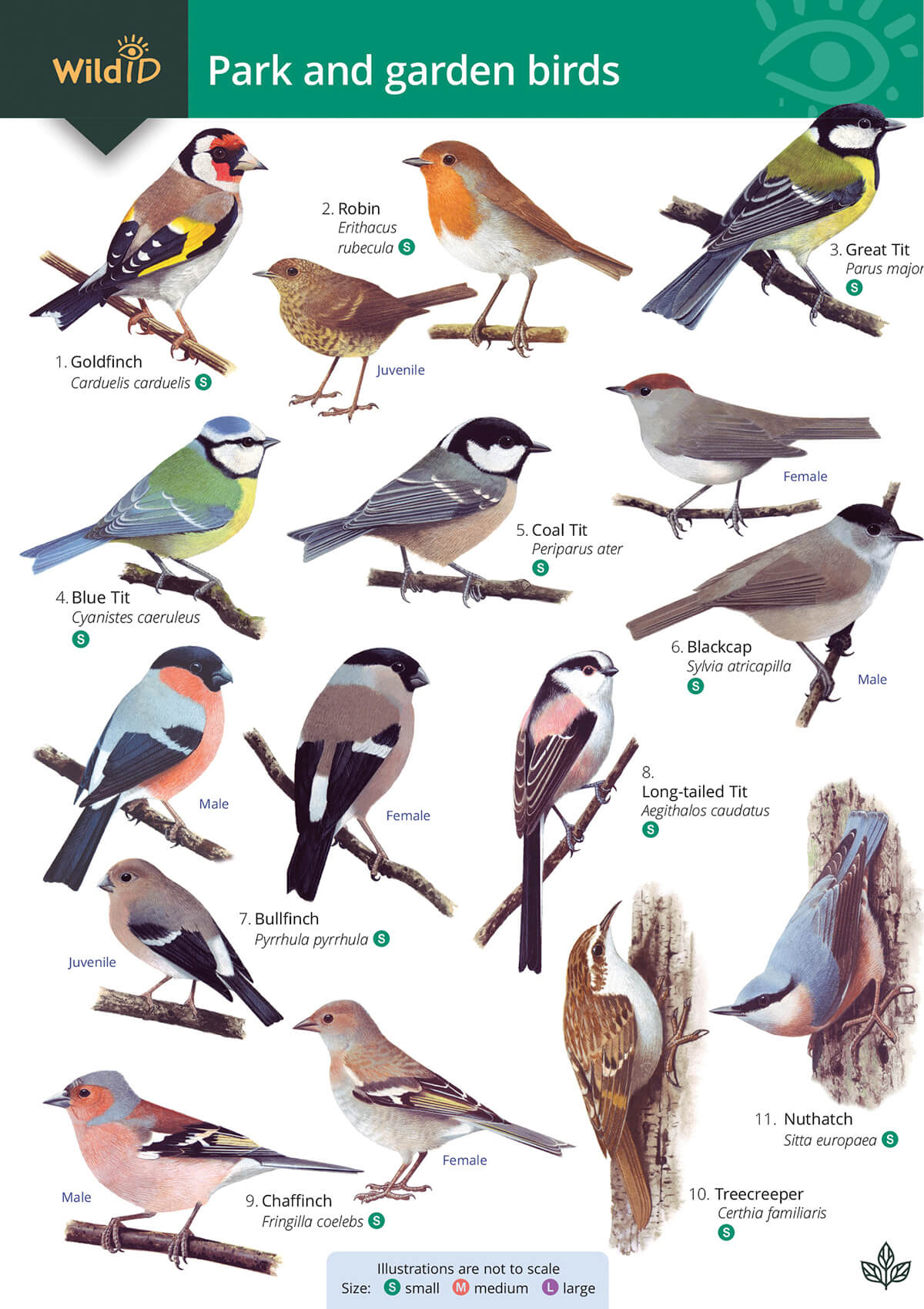 Garden Birds