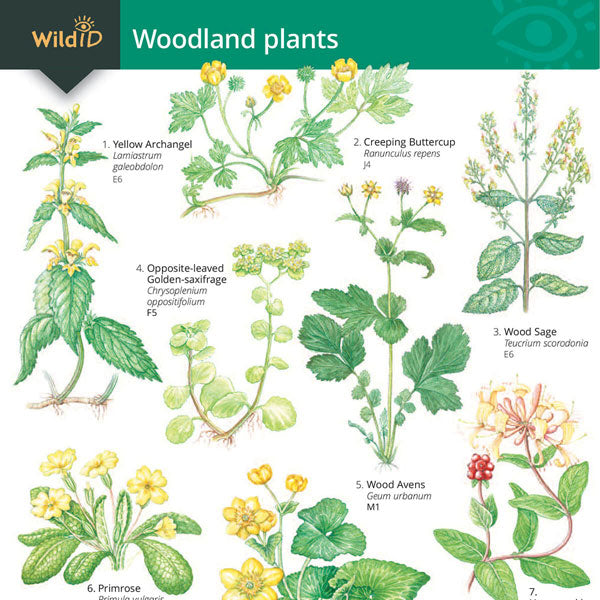 Woodland Plants