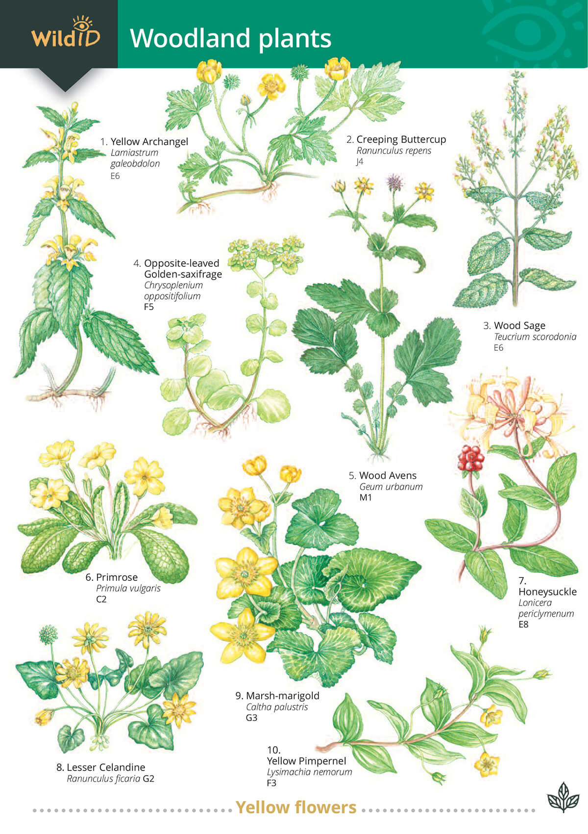 Woodland Plants