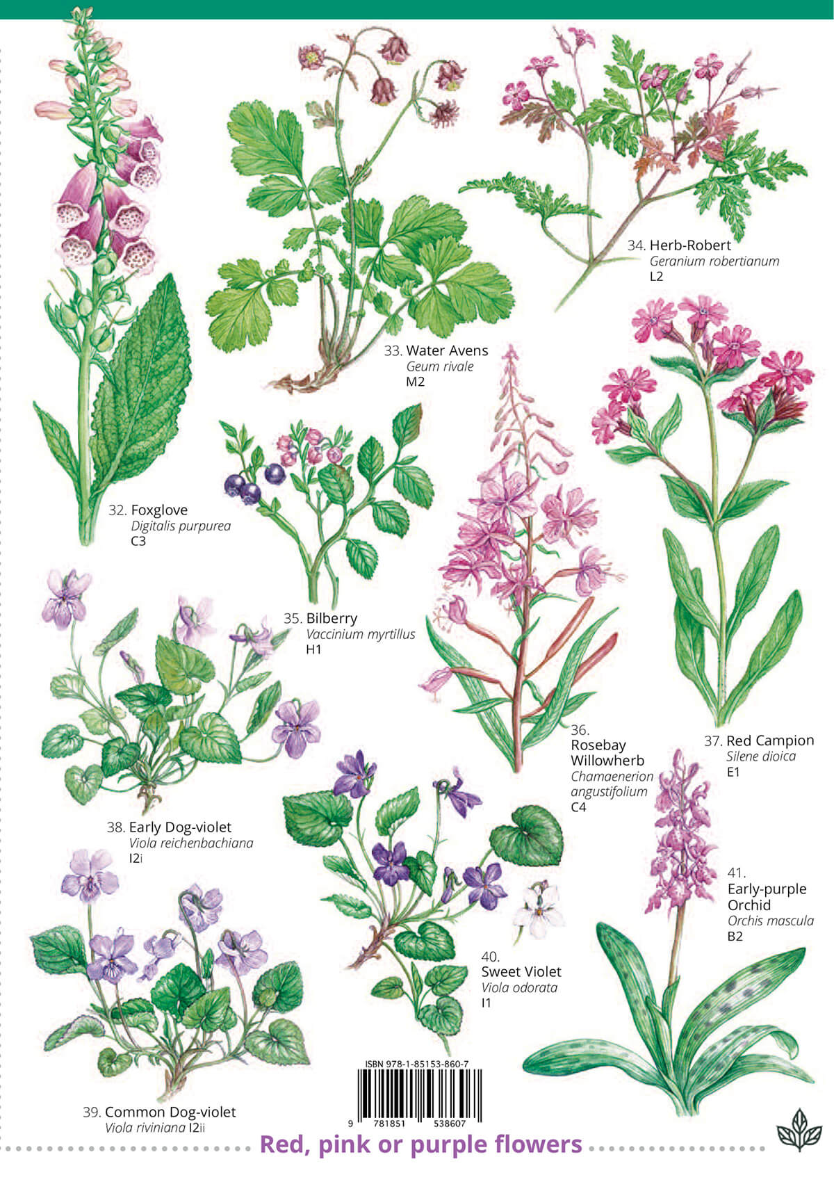 Woodland Plants