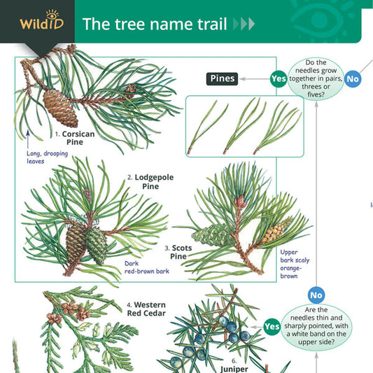 Tree Name Trail