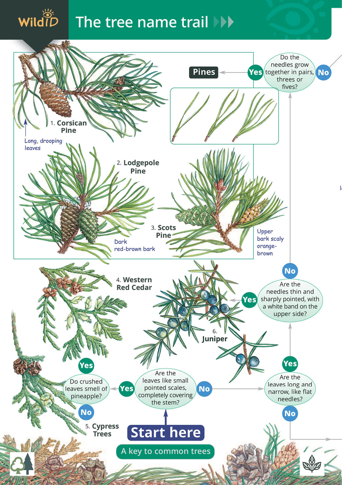 Tree Name Trail