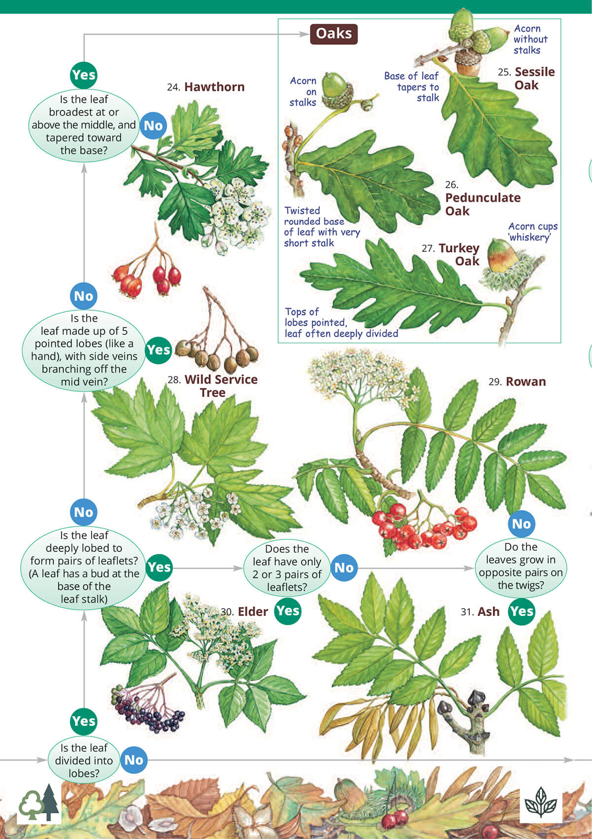 Tree Name Trail