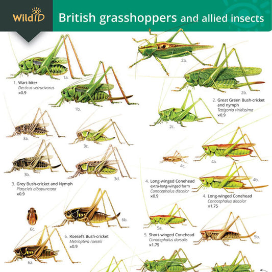 Grasshoppers