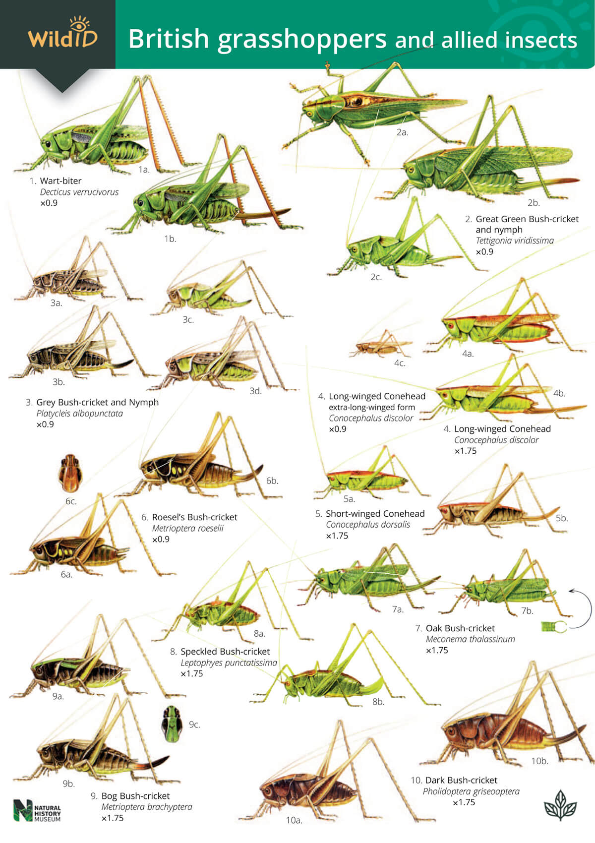 Grasshoppers