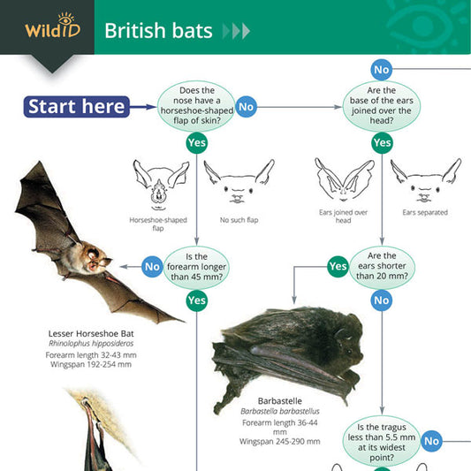 British Bats