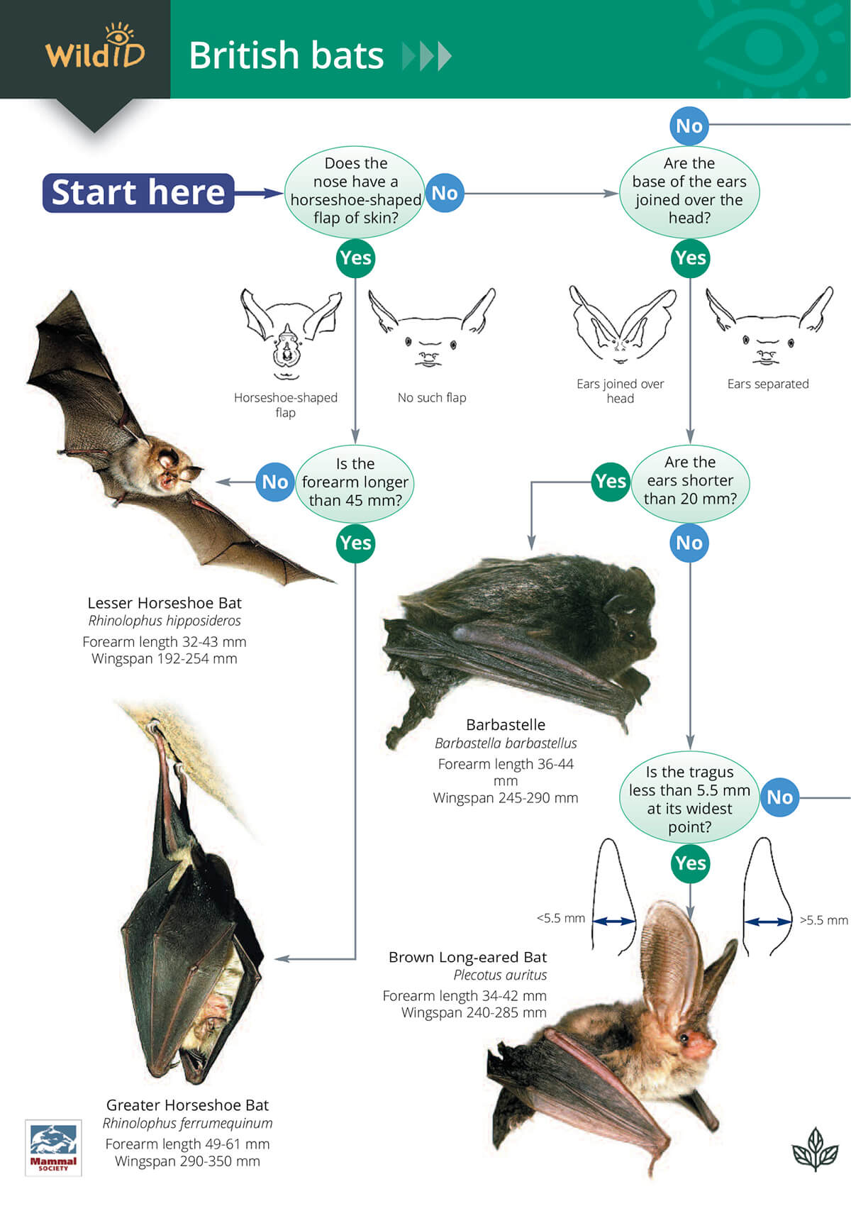 British Bats