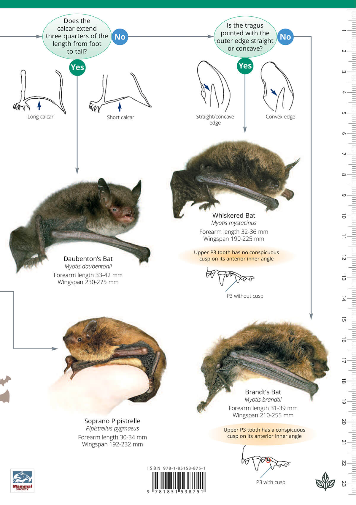 British Bats