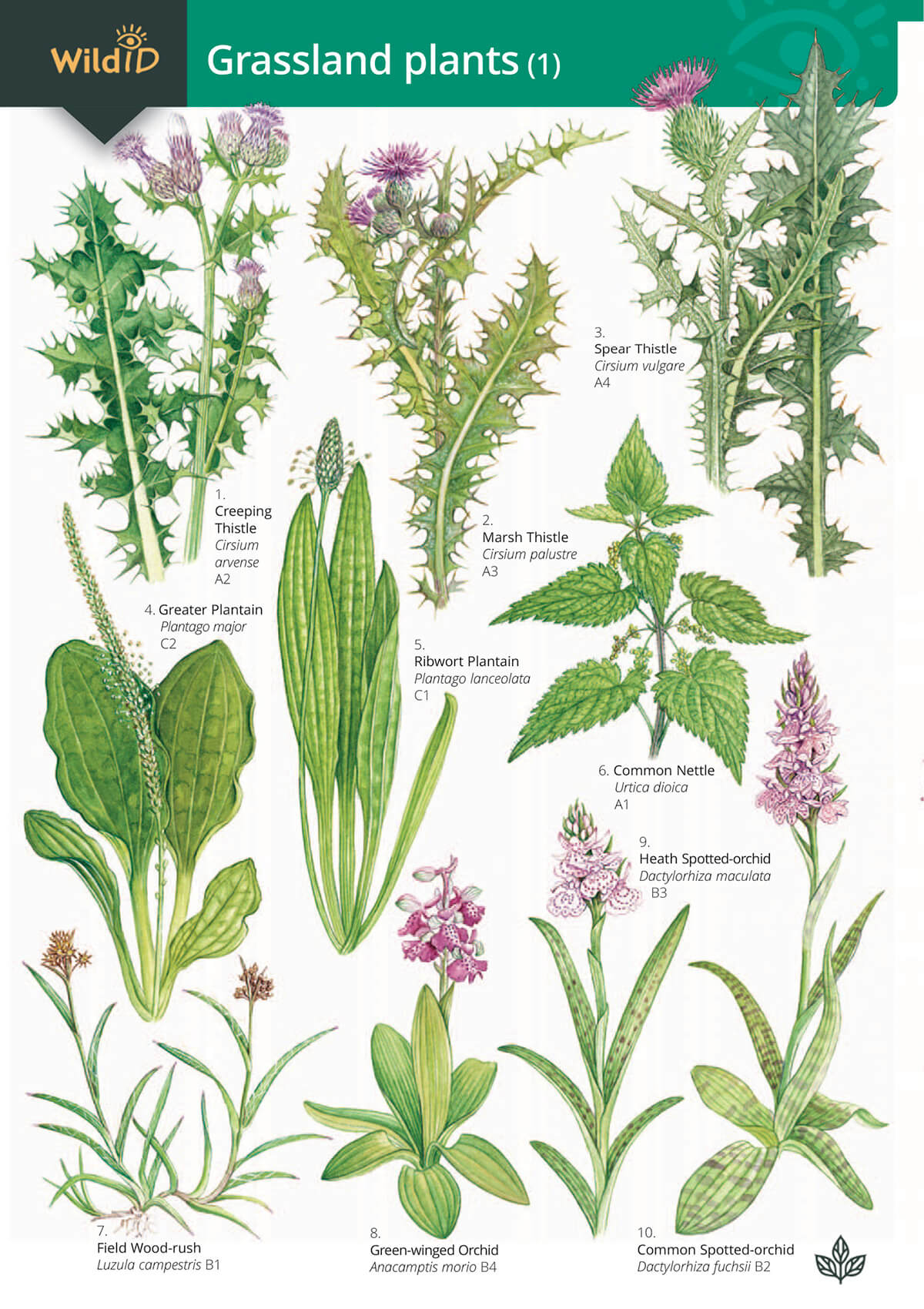 Grassland Plants 1