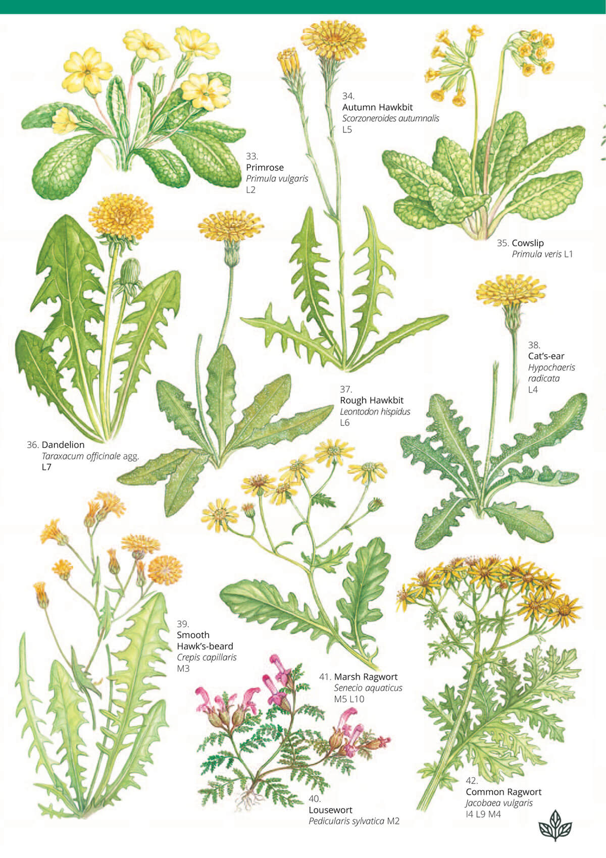 Grassland Plants 1
