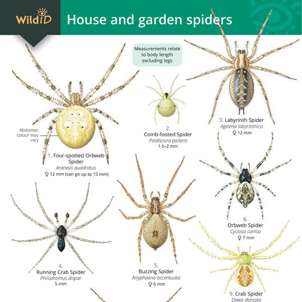 House & Garden Spiders