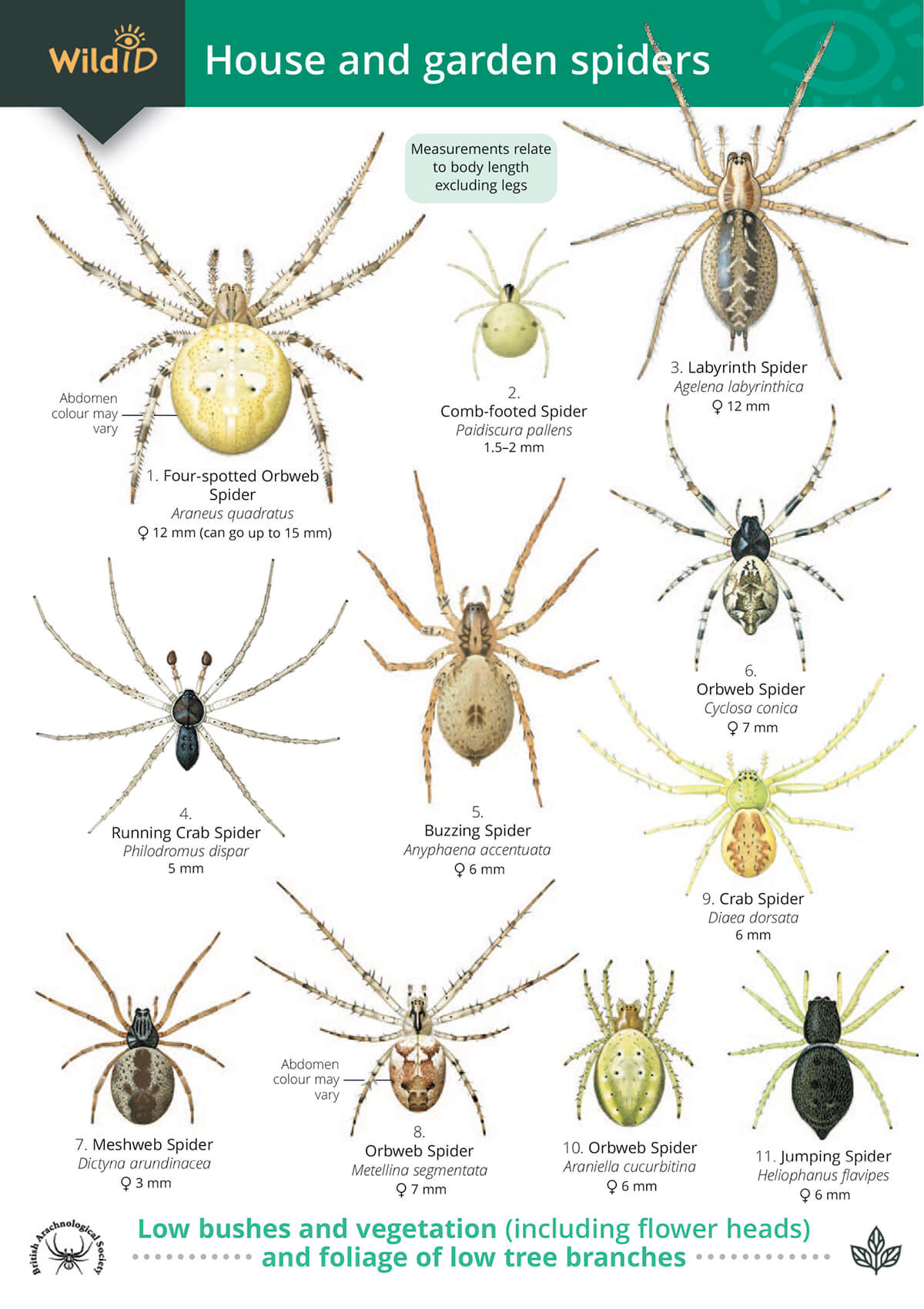 House & Garden Spiders