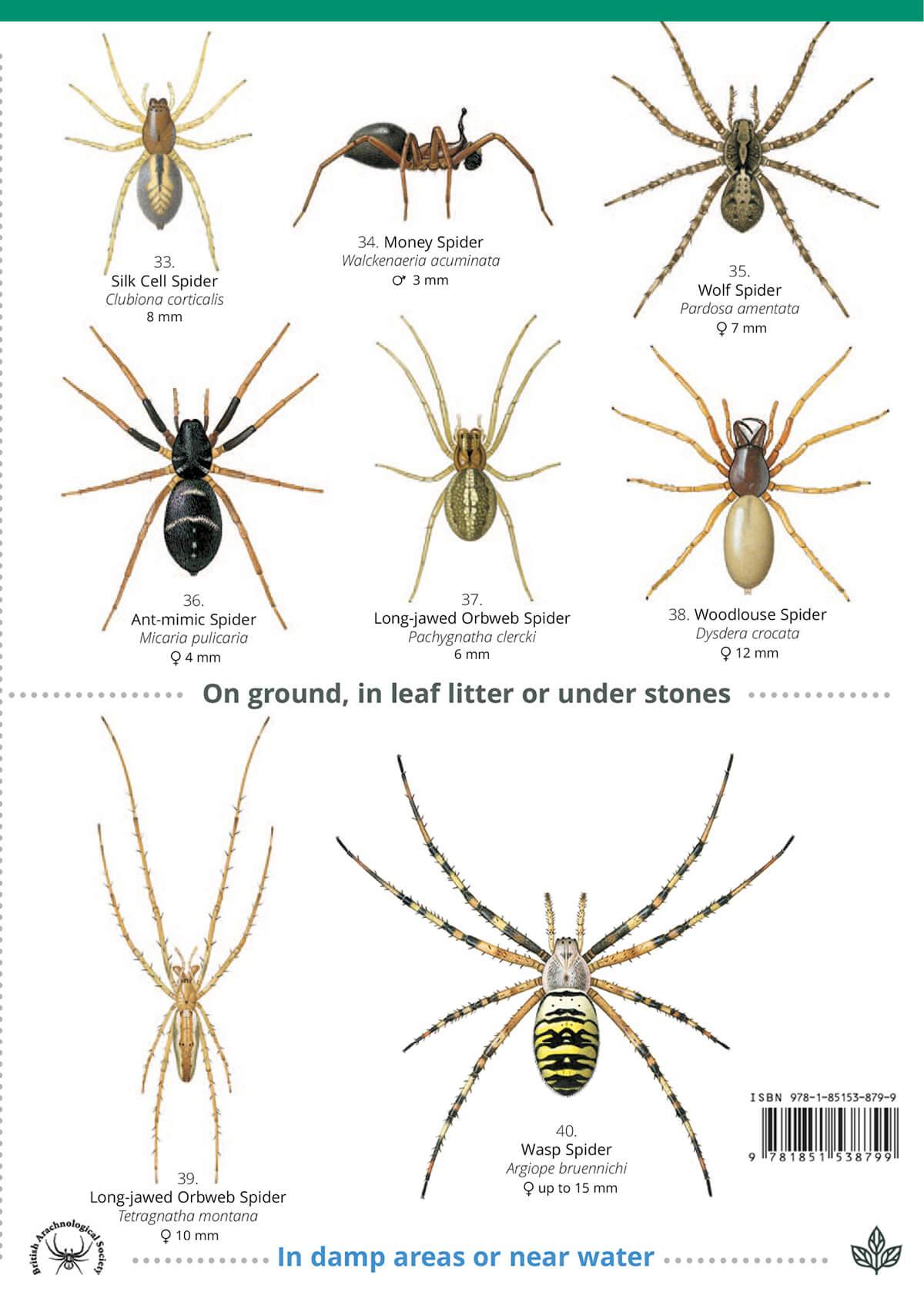 House & Garden Spiders