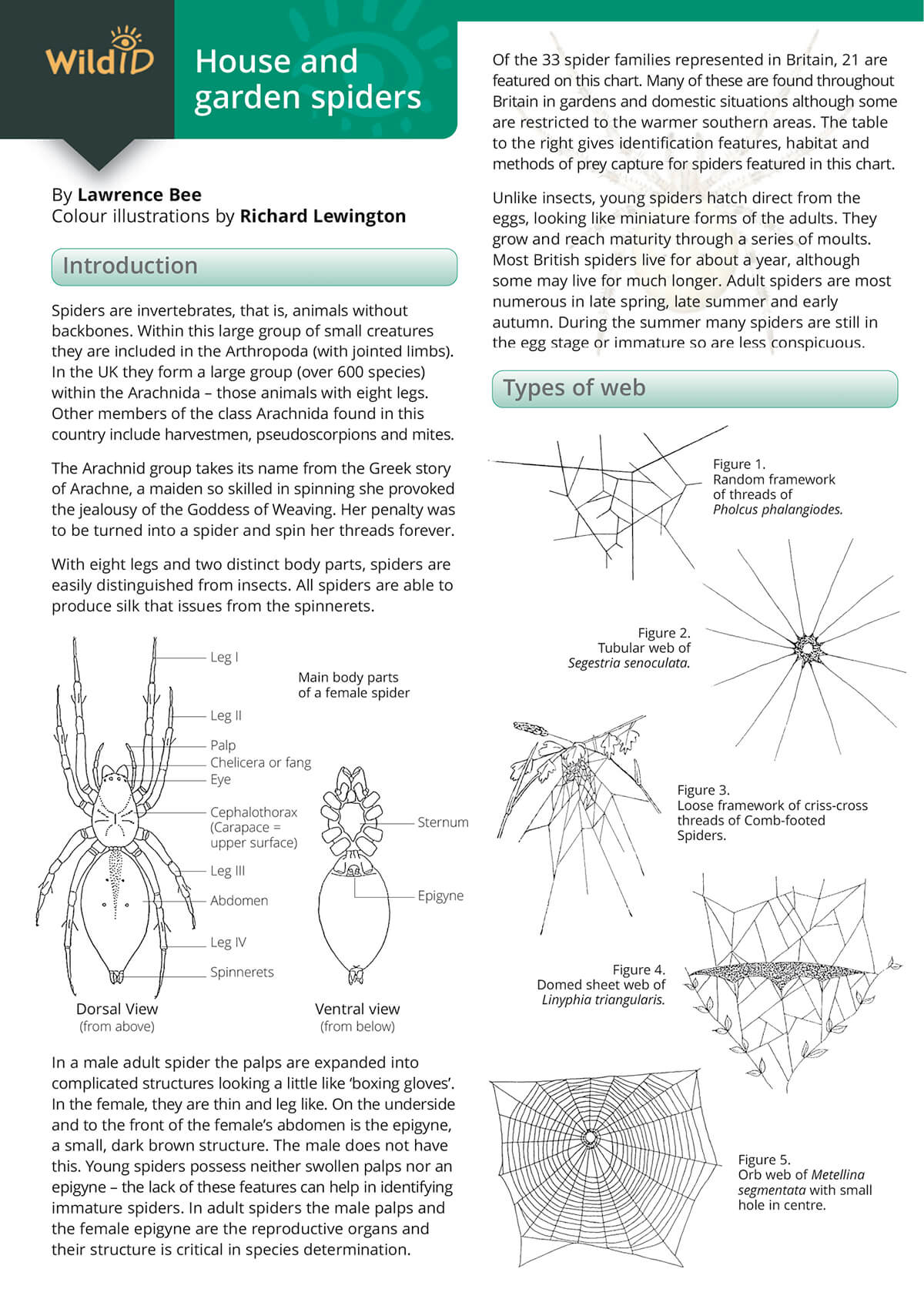 House & Garden Spiders