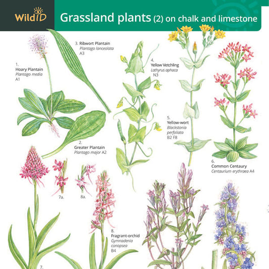 Grassland Plants 2