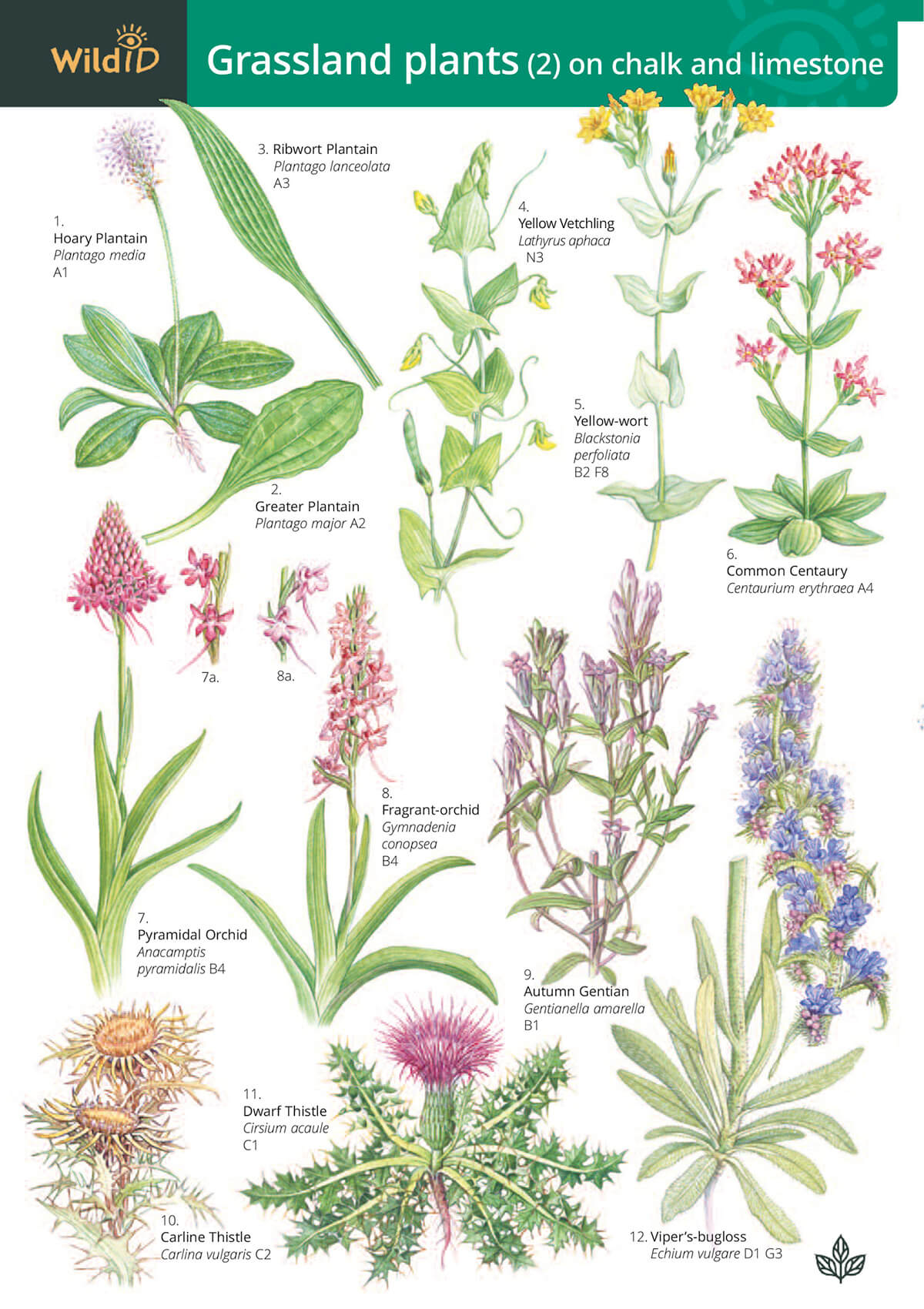 Grassland Plants 2