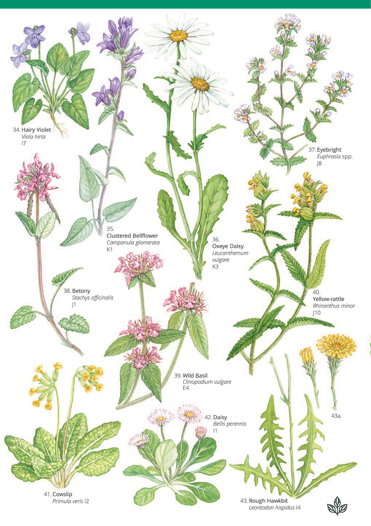 Grassland Plants 2