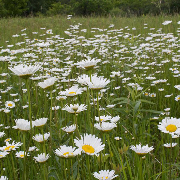 Wildflowers for Butterflies