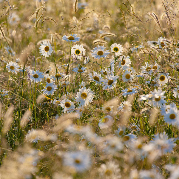 Ox-eye Daisy