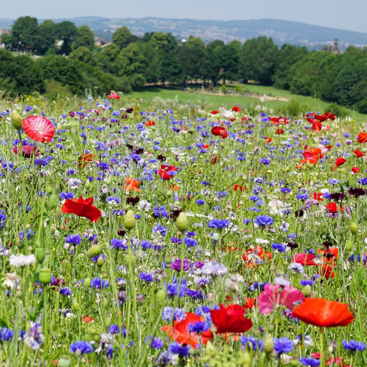 Meadow On The Hill