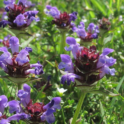 Wildflowers of the Meadow