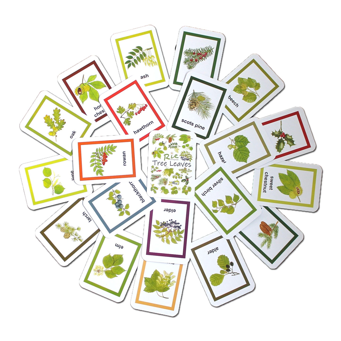 Flash Cards - Tree Leaves