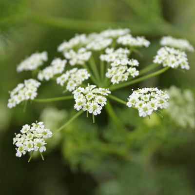 Wildflowers of the Meadow